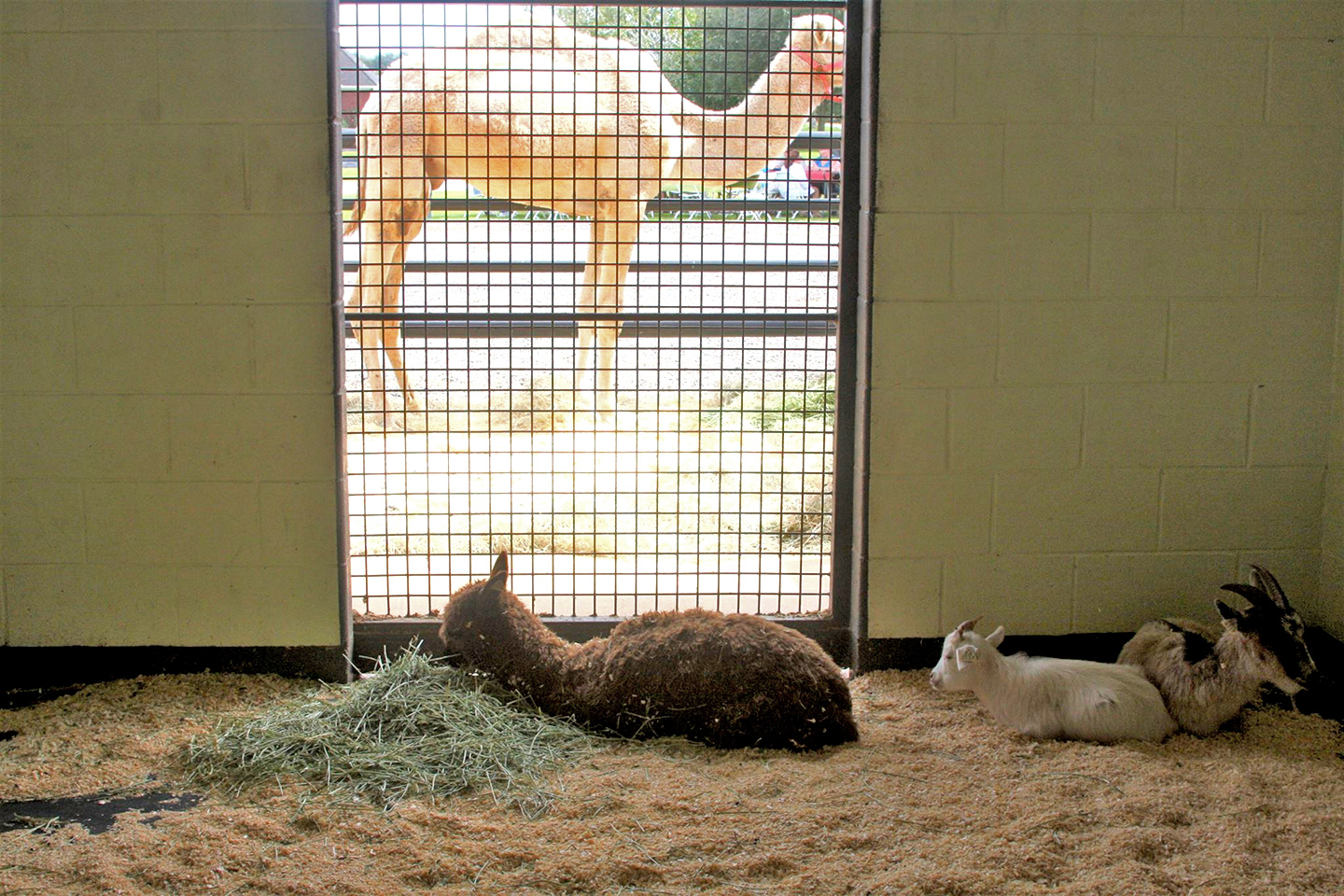 Baldwin Animal Clinic Open House