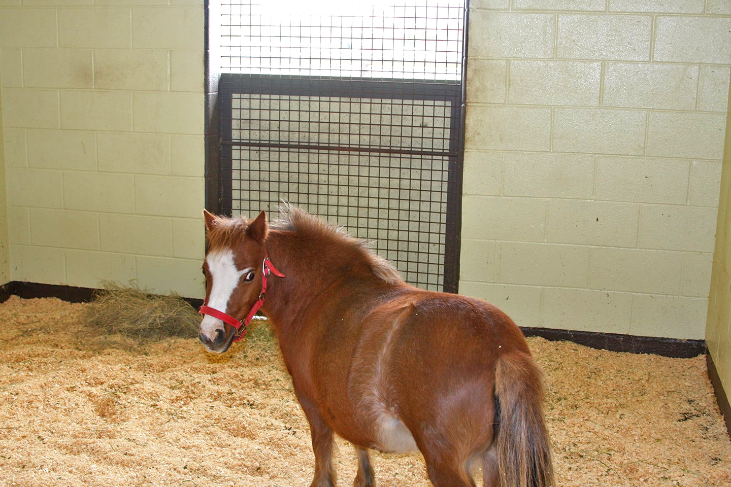 Baldwin Animal Clinic Open House