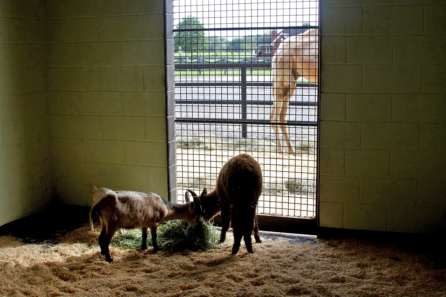 Baldwin Animal Clinic Open House