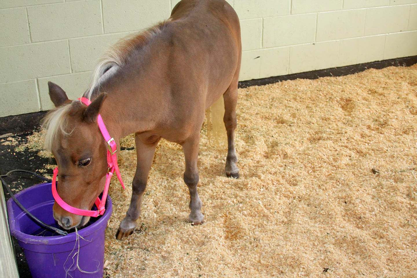 Baldwin Animal Clinic Open House