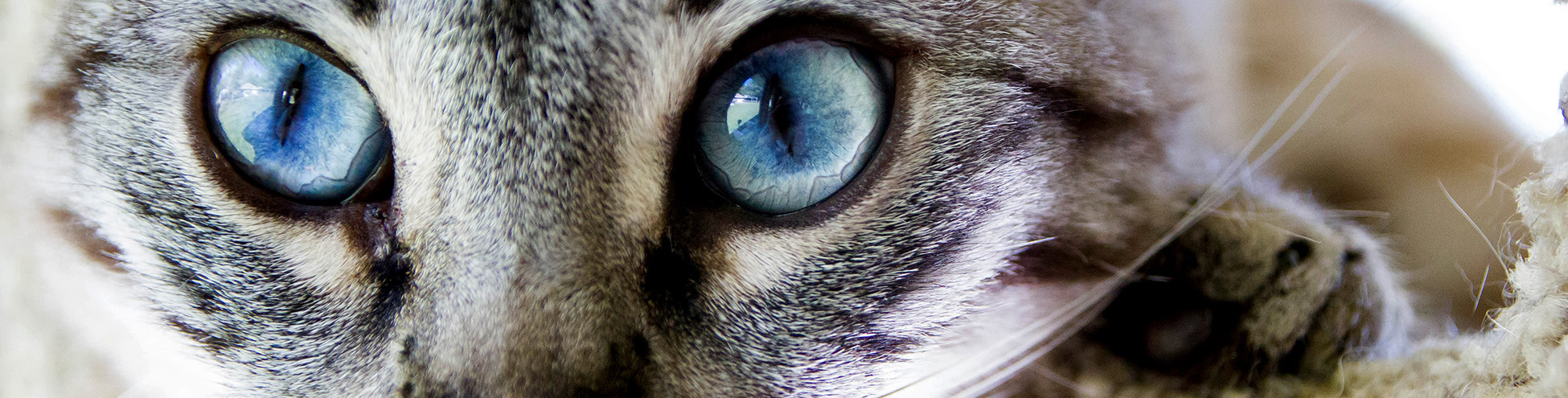 Cat with big blue eyes