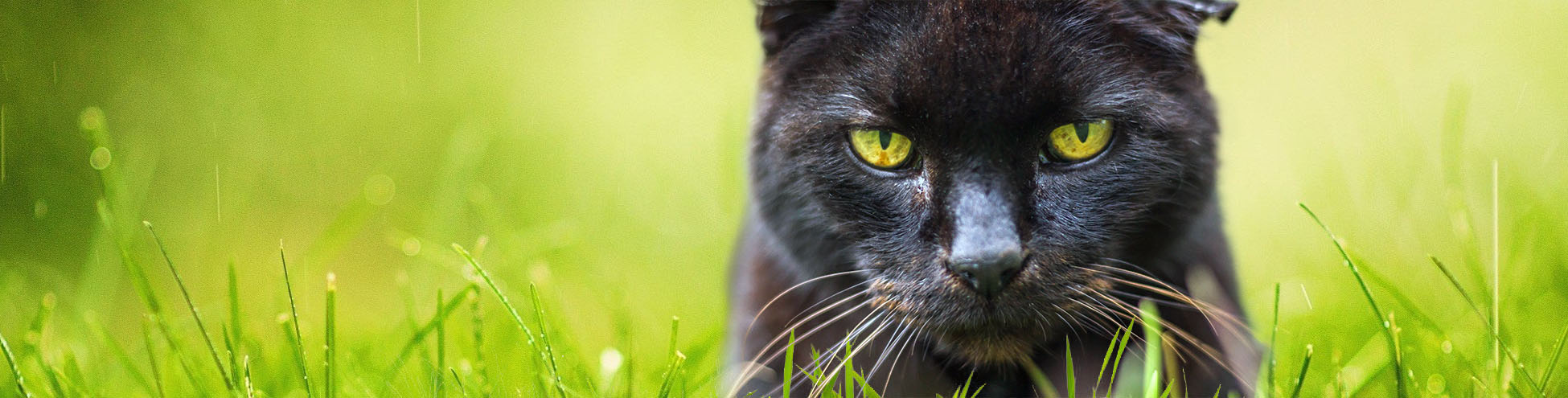 Black Cat in grass