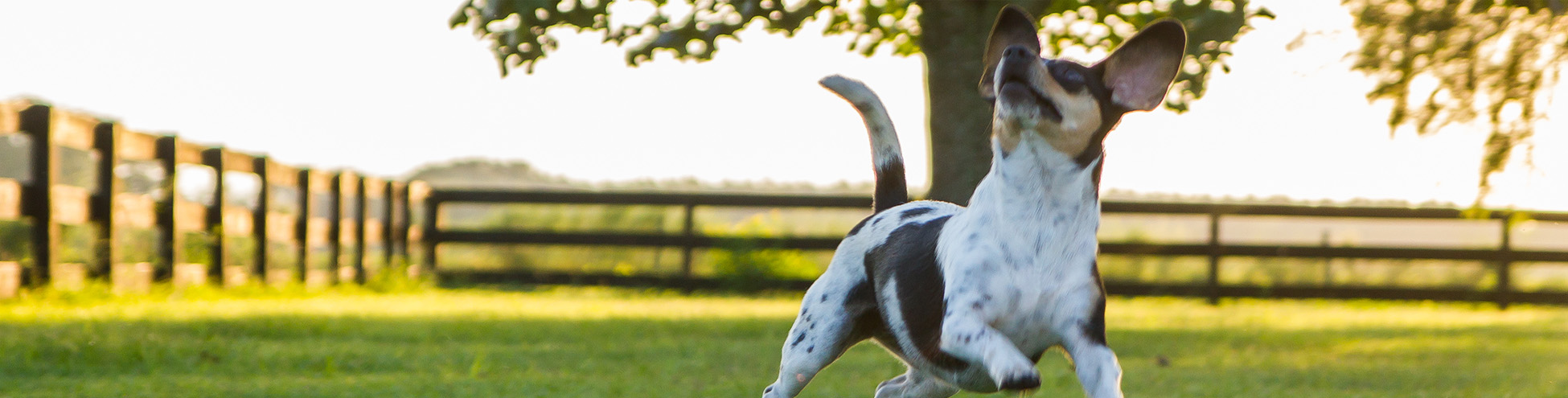 Small dog running across yard after ball