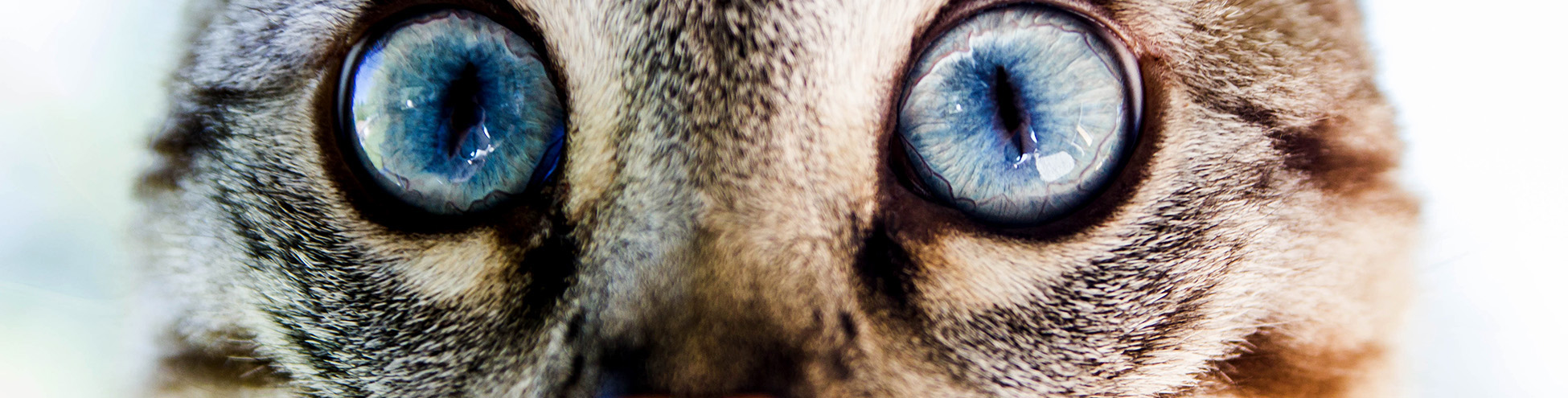 Cat with big blue eyes