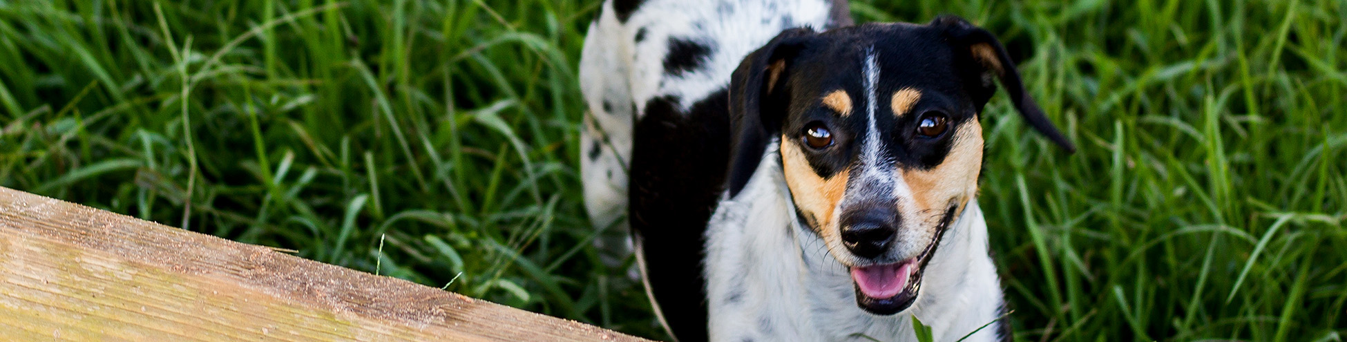 Dog looking up at owner