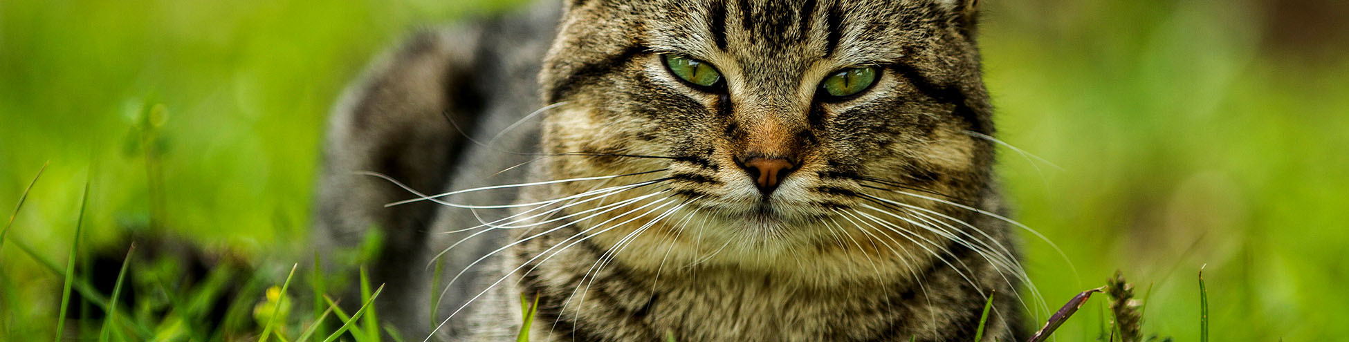 Cat eyeing its owner