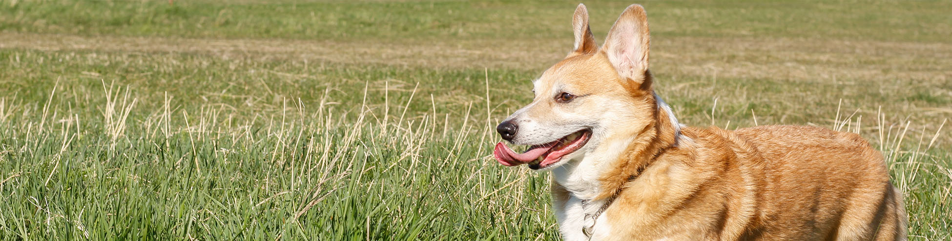 Dog in a field