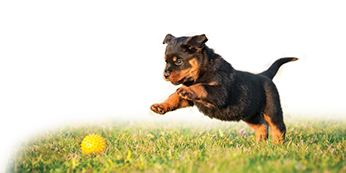 Dog chasing a ball