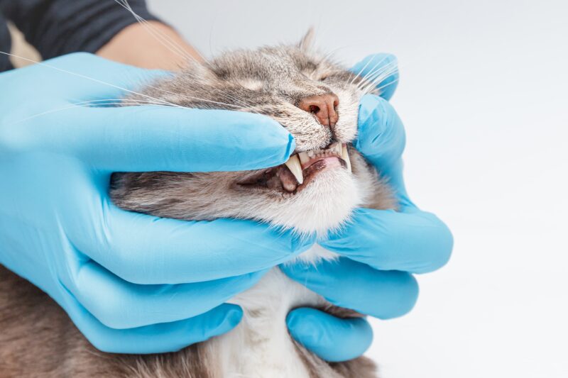 Cat's teeth are examined.